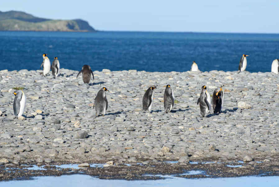Pingüino Rey - islas Falkland o Malvinas 18.jpg